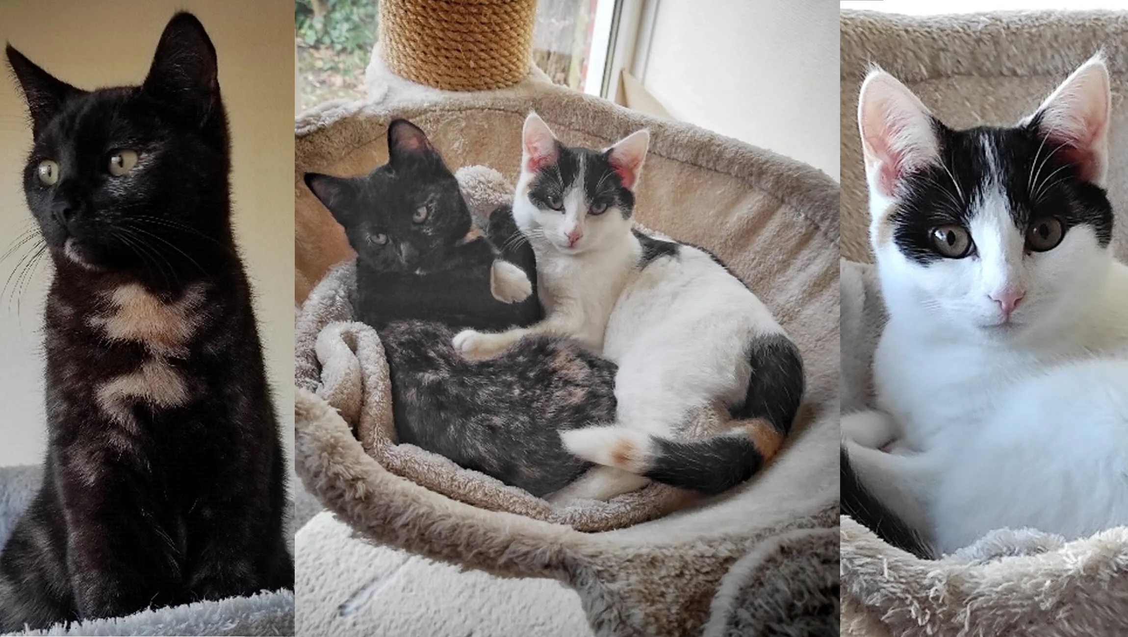 zuma skye dierentehuis arnhem en omstreken