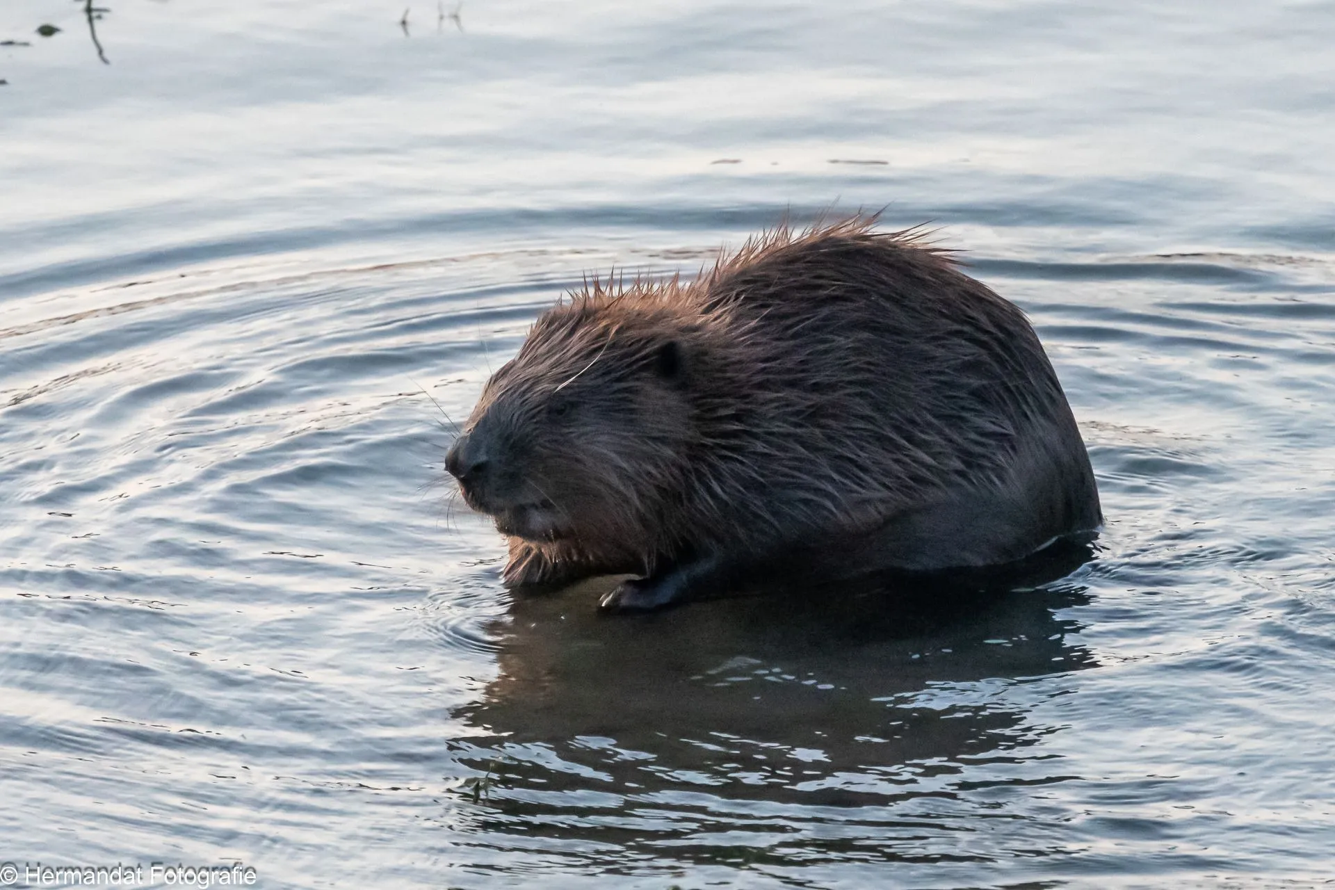 bever 4581