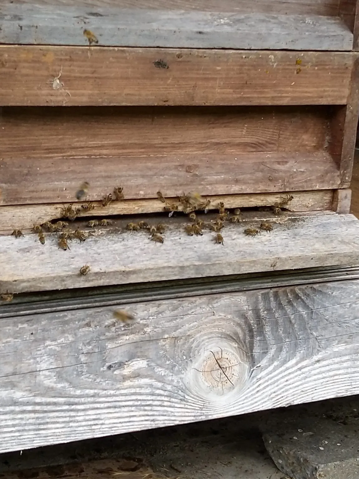 honingbijen 1152x1536