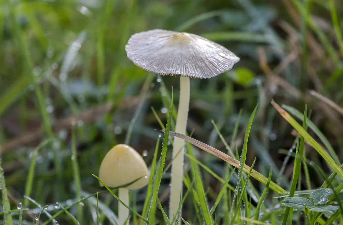 ivn rijnwaal dooiergele mestzwam 6885 2048x1365jpg jpeg afbeelding 2048 1365 pixels geschaald 48