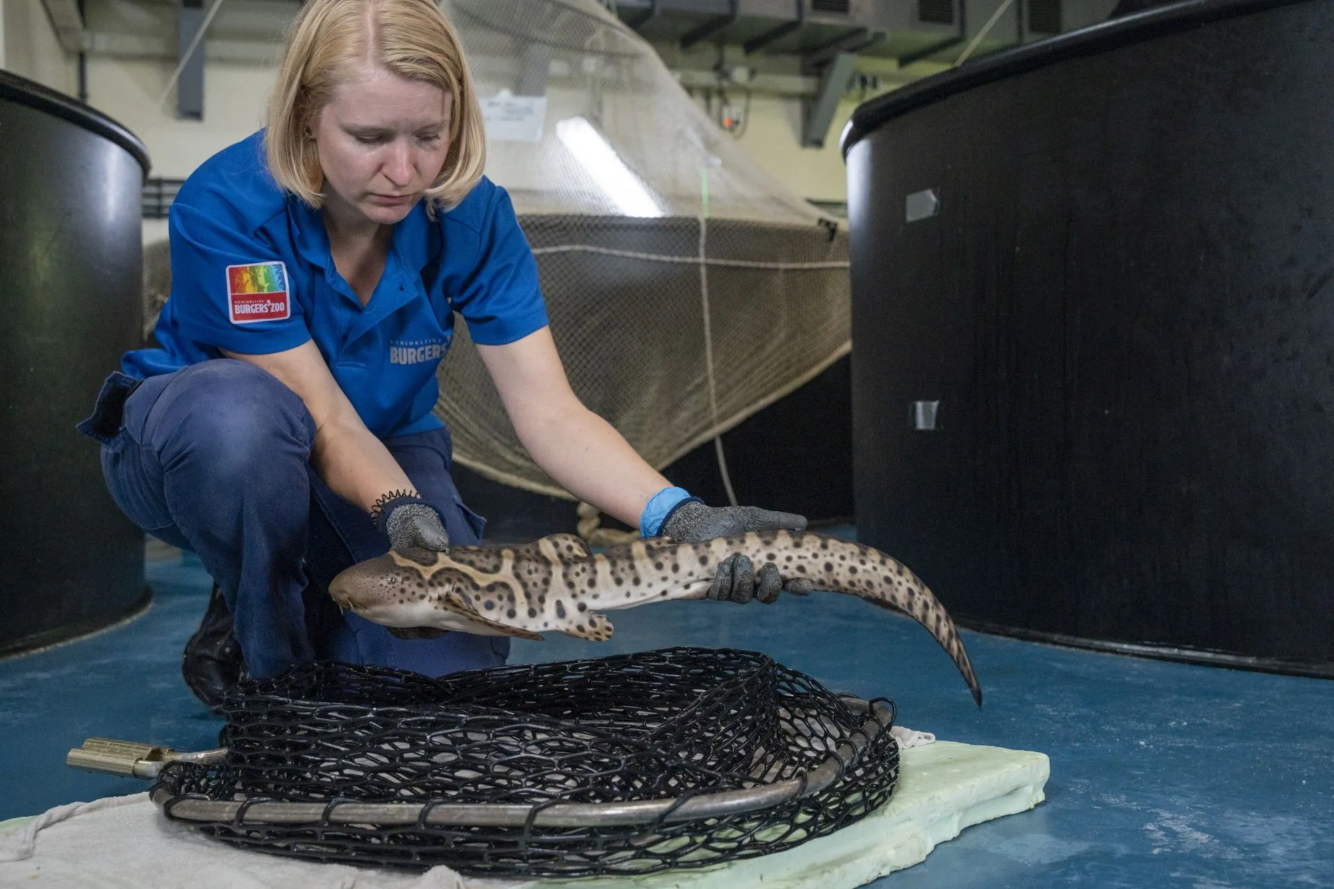 luipaardhaai jong wegen en meten mira meijer 13