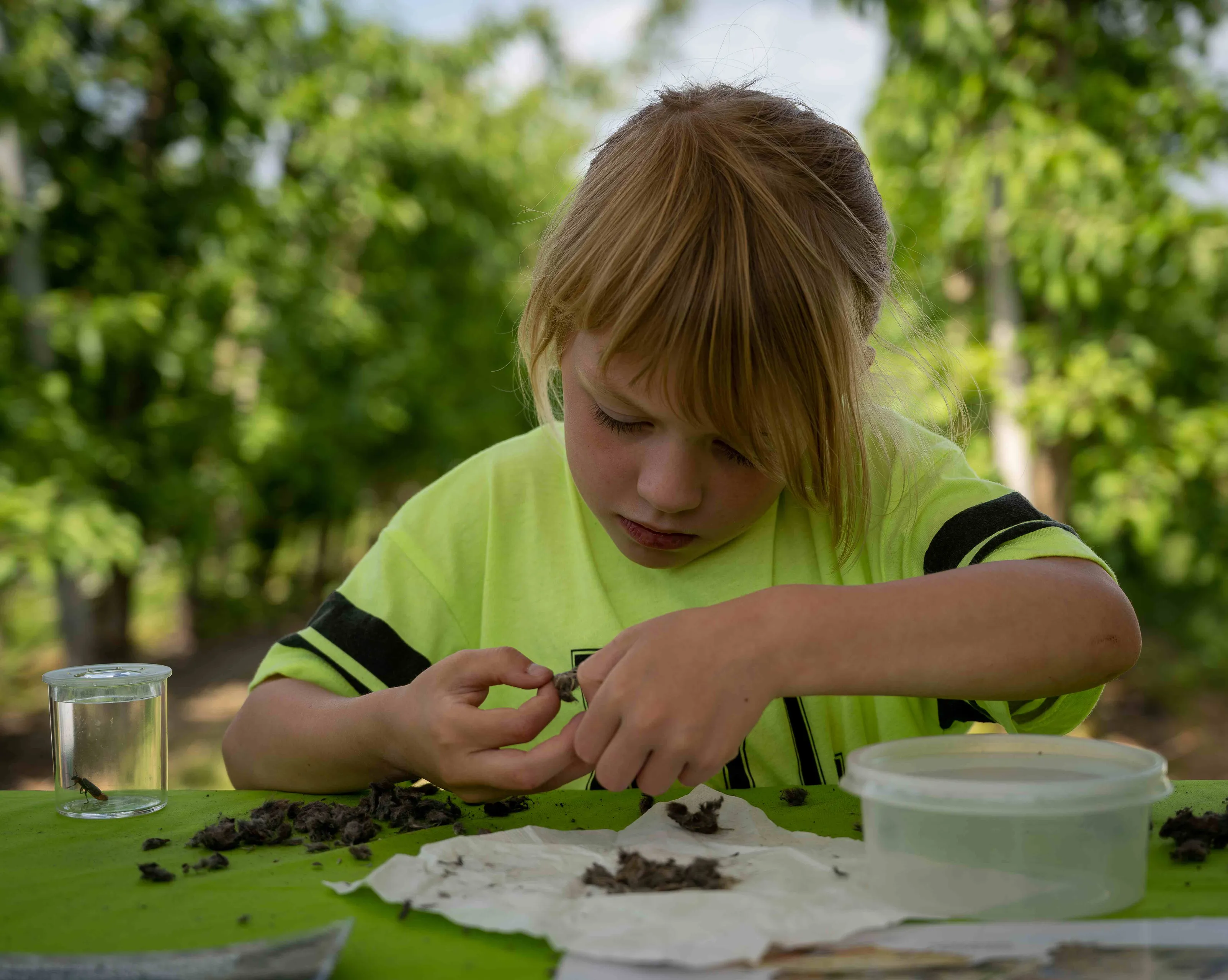 ivnrijnwaaluilenballen pluizen 4621