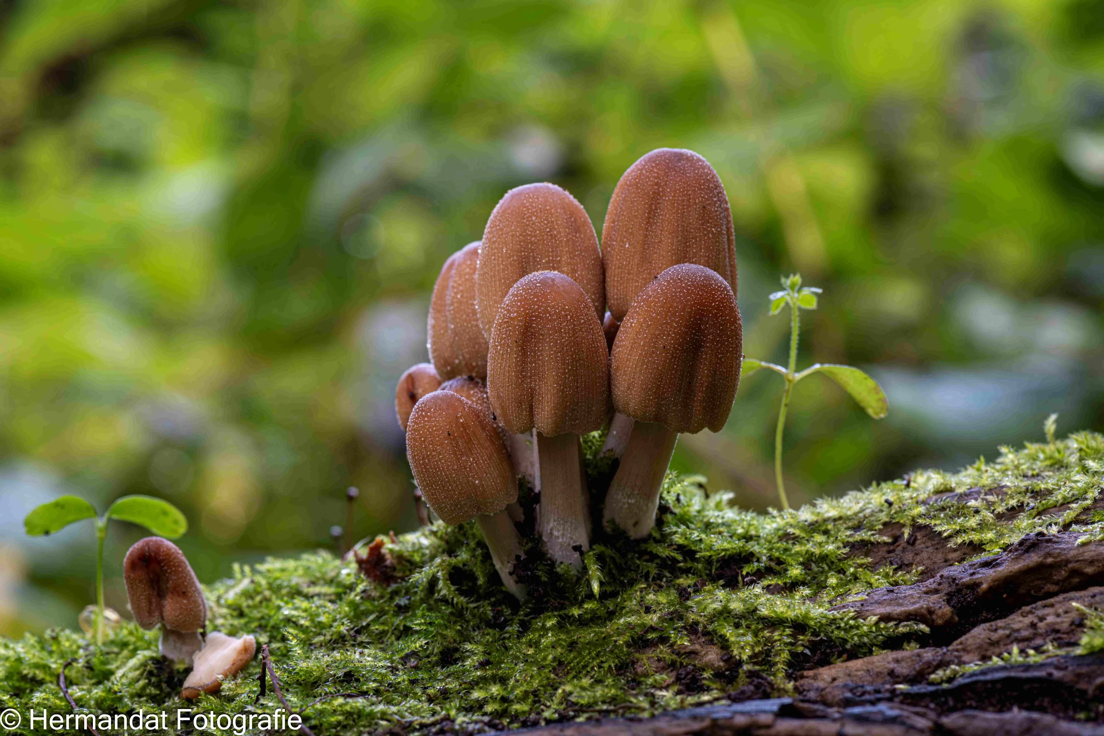 glimmer inktzwam 8556