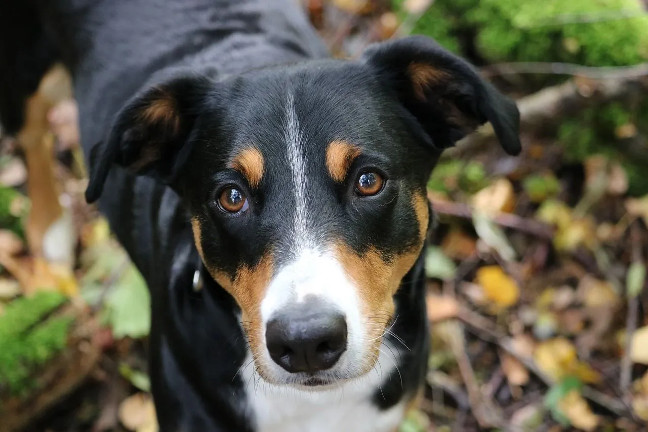hondenbelastingpixabayappenzeller sennenhund 3755014 1280