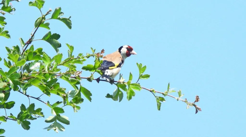 puttertjekitty peters352322347 269838242201146 669161860168864690 n 1024x572