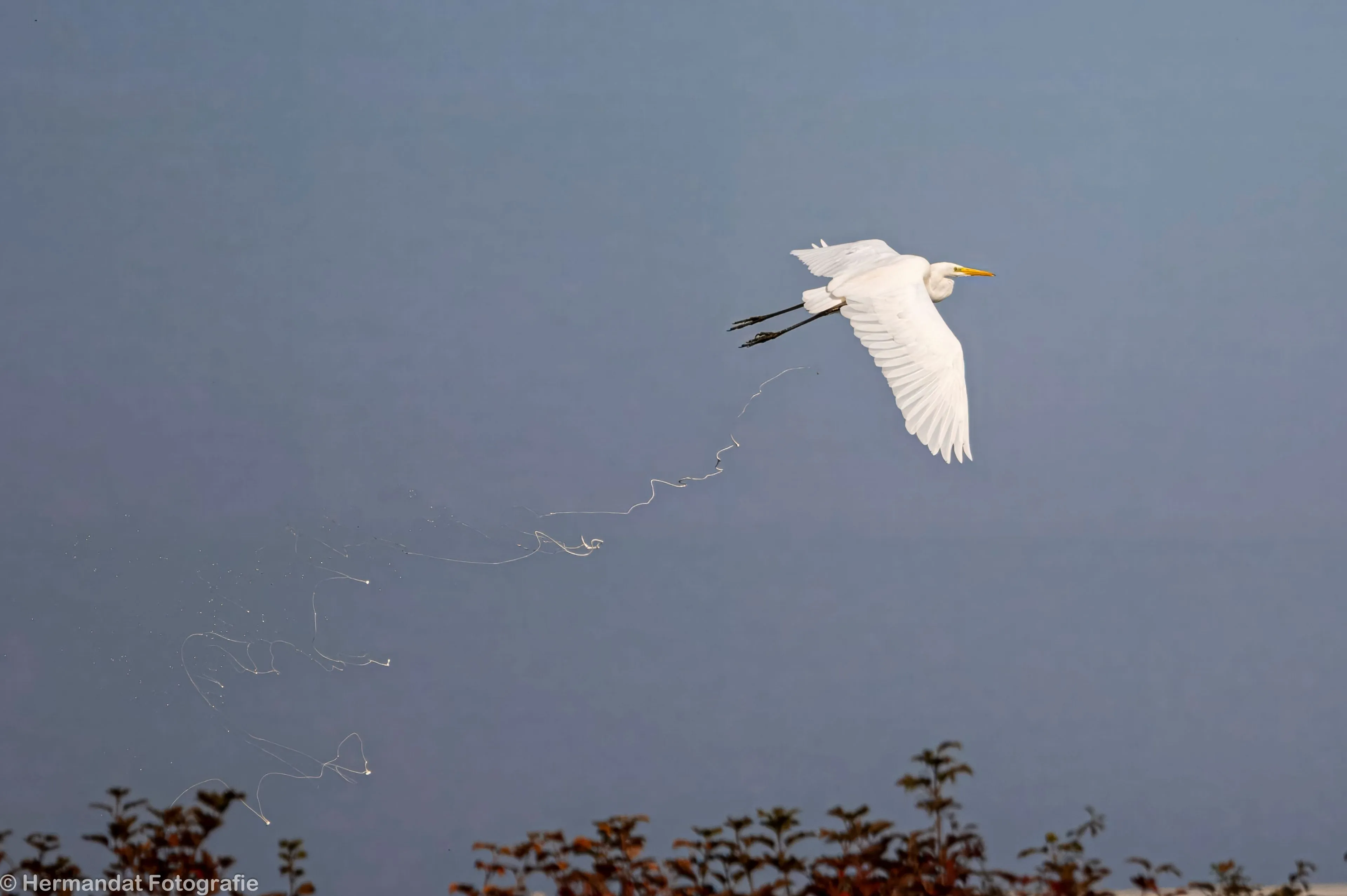 grote zilverreiger poepend 72236