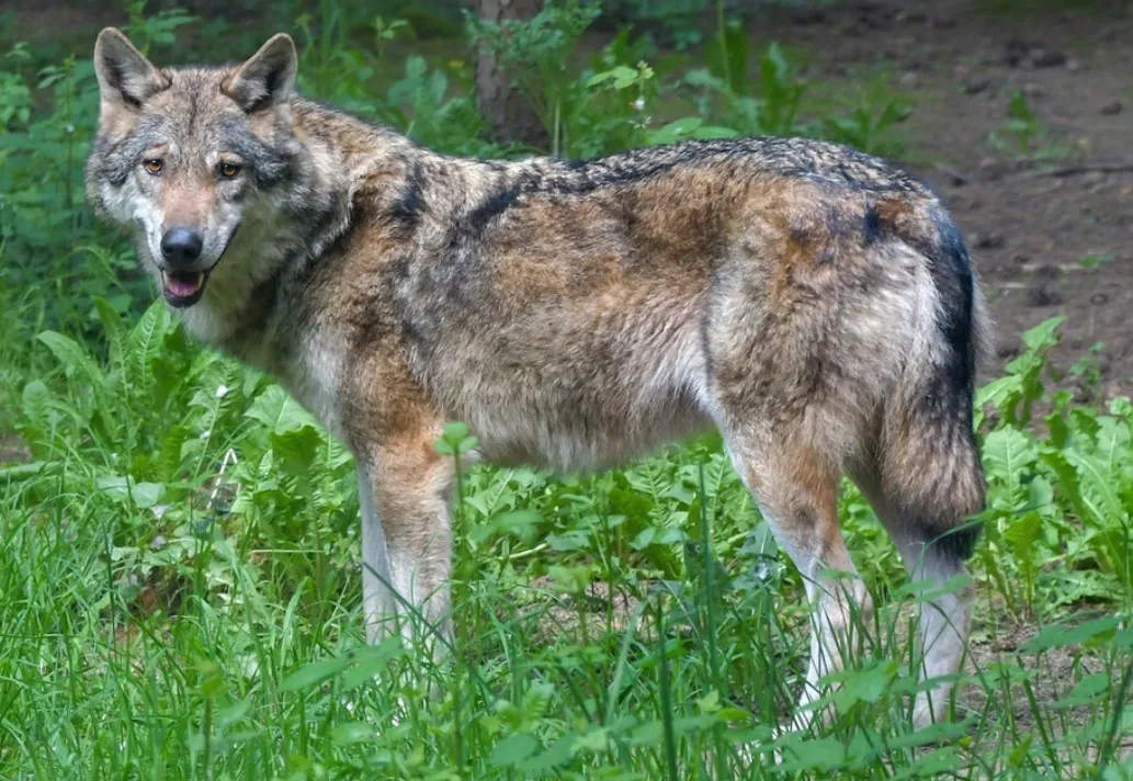 wolf webinar voor inwonersprovincie gelderland