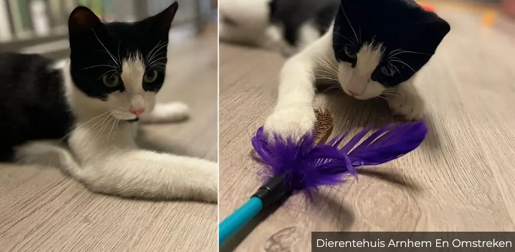 huisdier van de week ontmoet xavi