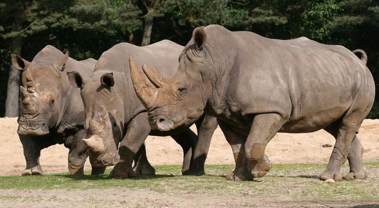 breedlipneushoorns grootverbruikers hooi foto theo kruse