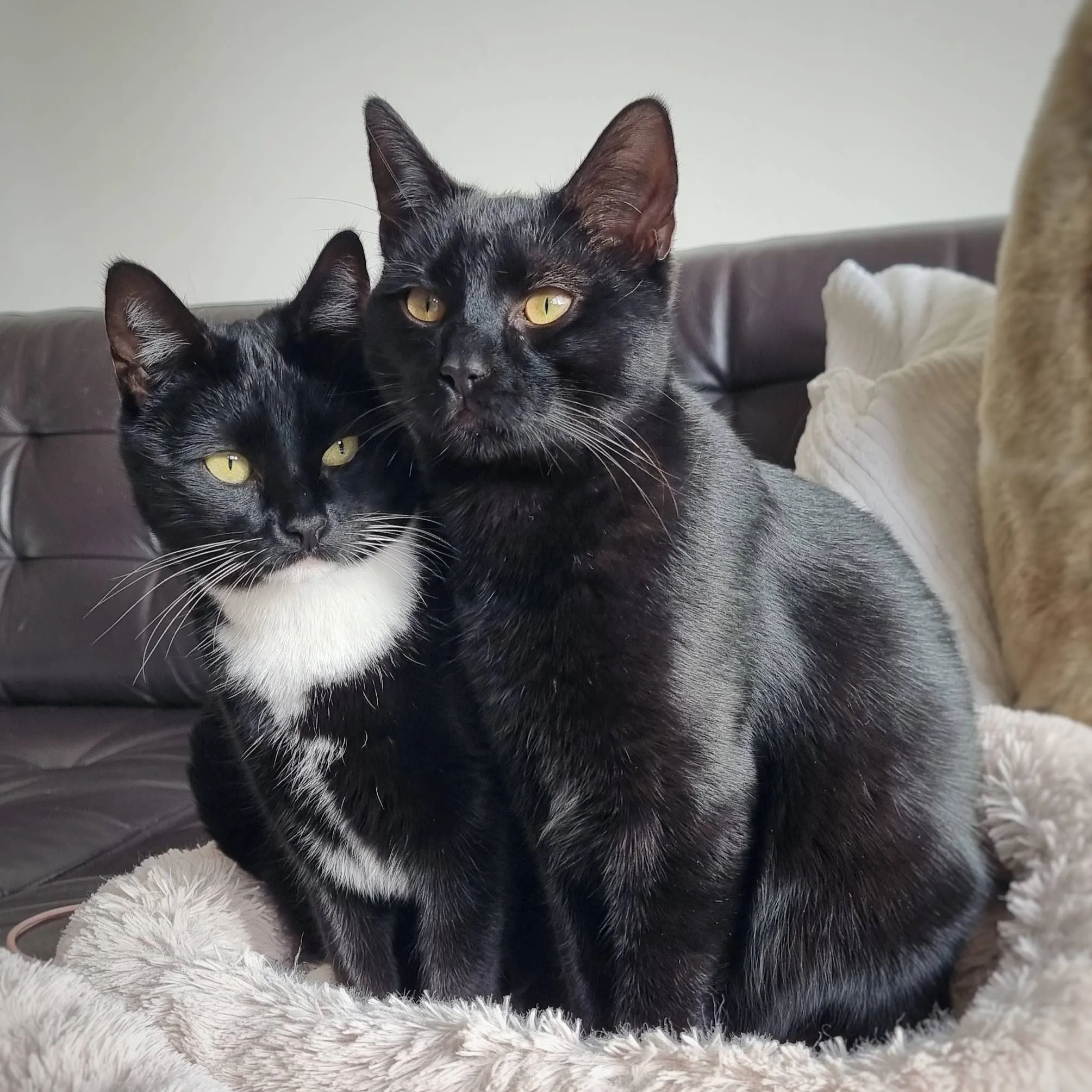 katla en foss20241124 120302 1