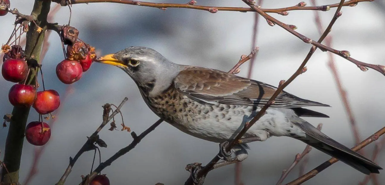 screenshot 2025 01 11 at 17 26 29 vogels spotten in de uiterwaarden bij angeren rijnwaal
