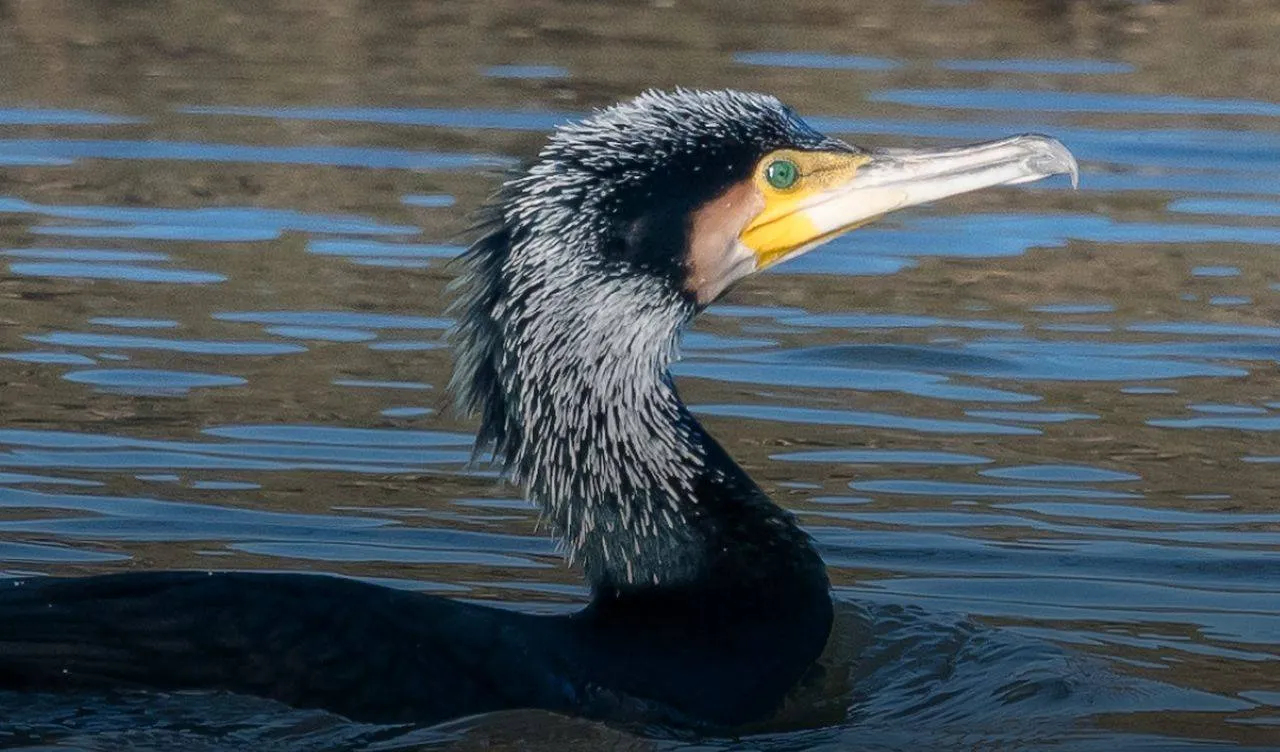 vogels spotten in de gendtse waard rijnwaal