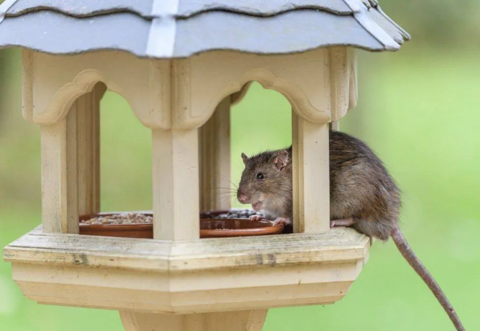 bruine rat2 beestjes kwijt