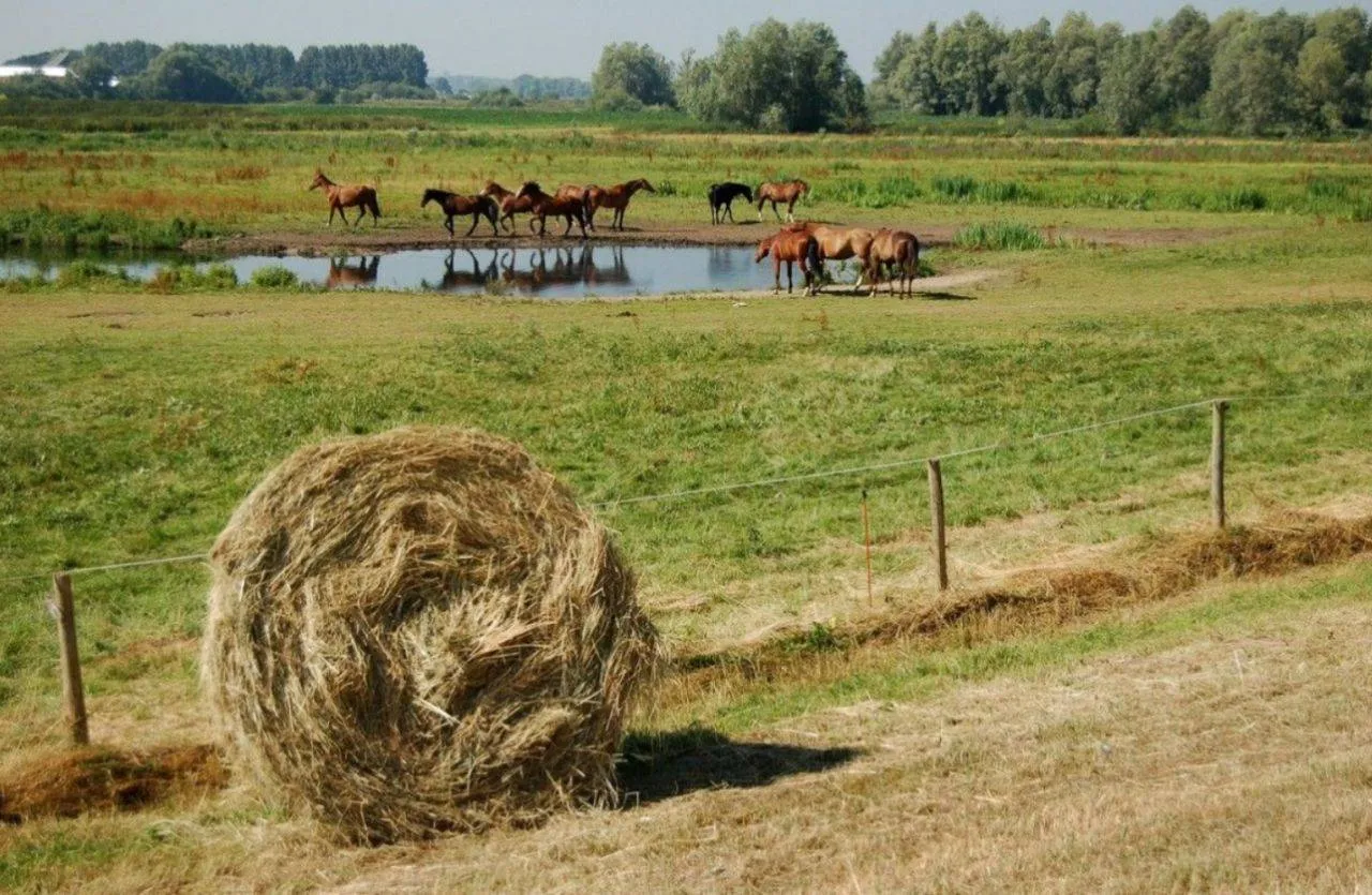 buitengebied 004jpg jpeg afbeelding 1200 797 pixels geschaald 80