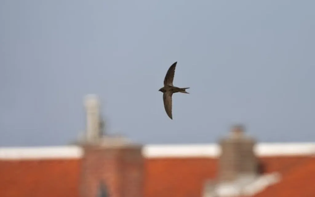 gierzwaluw marc guyt