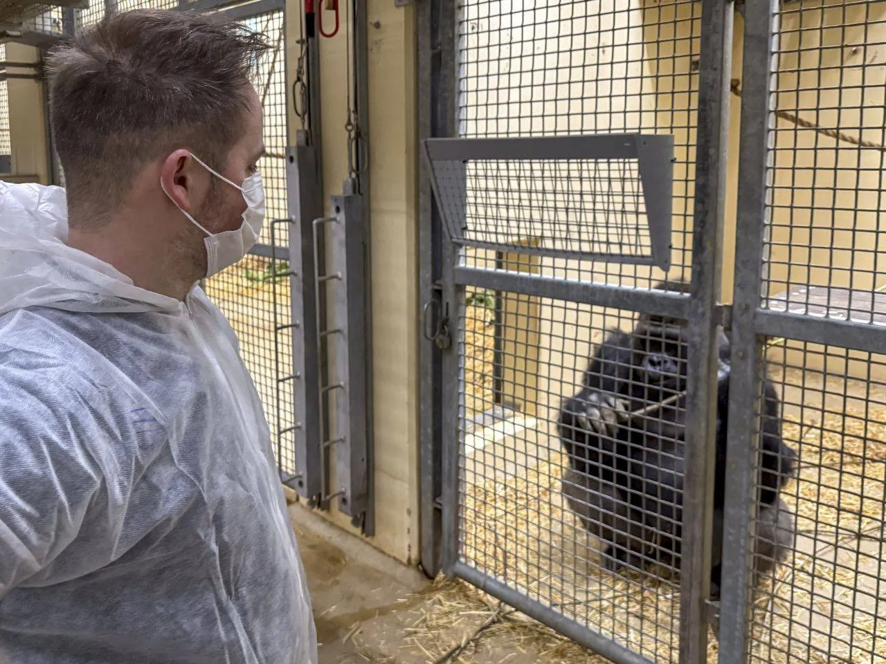 gorilla s voorafgaande aan transport 4