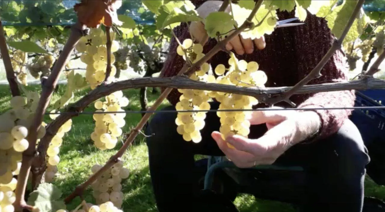 wijndruiven plukkenpiet van rijsingen