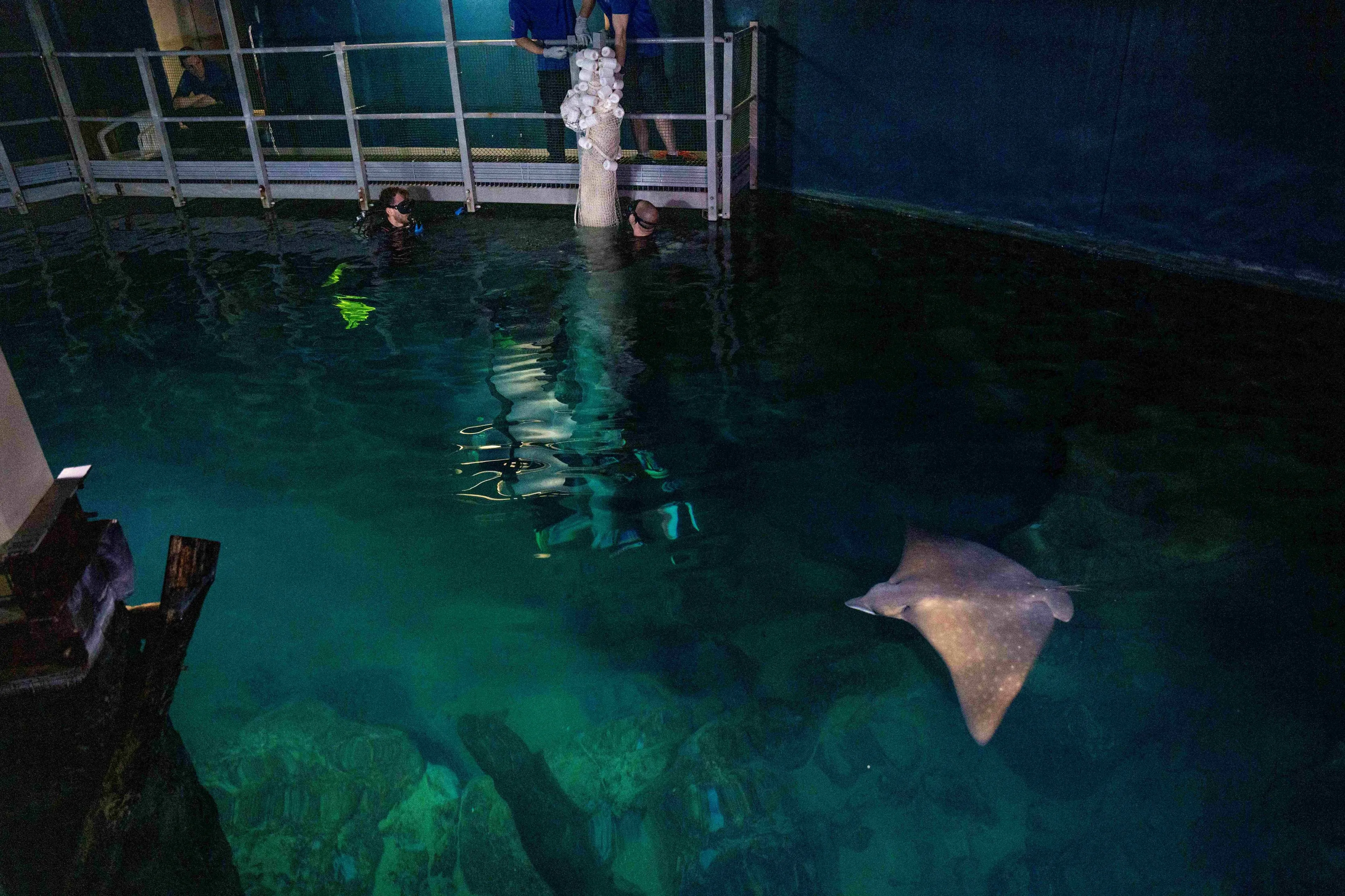 adelaarsrogtransport mira meijer 31