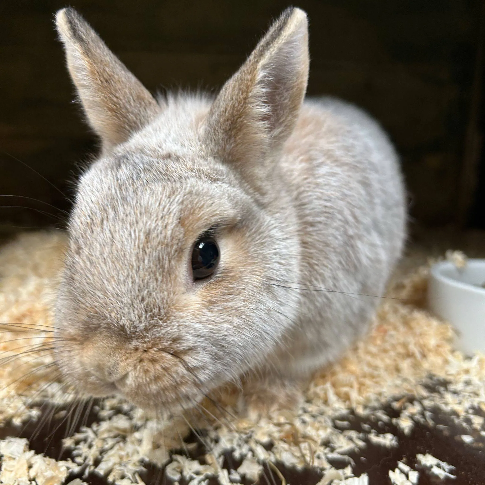 huisdier van de week dibbus dierentehuis arnhem en omstreken