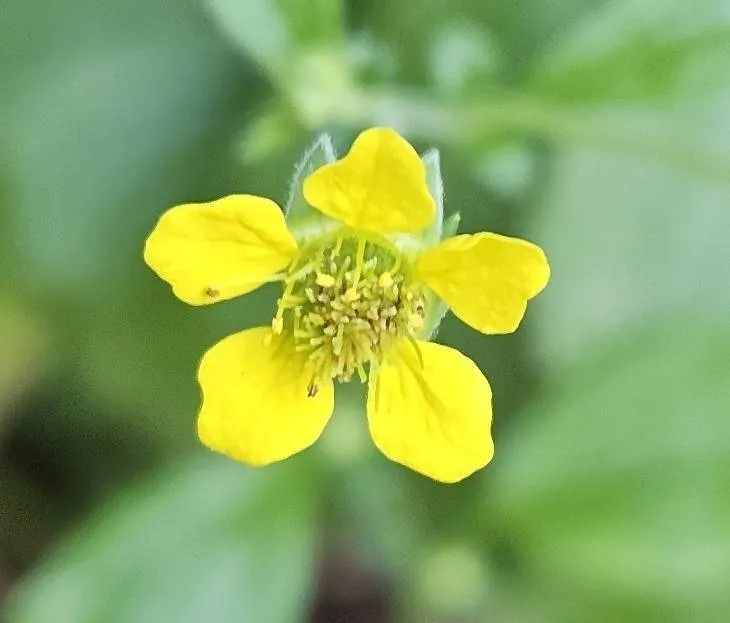 knnvarnhemgeel nagelkruid1