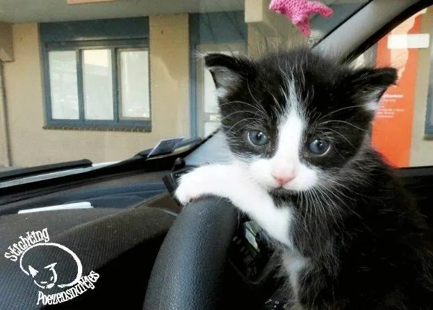 stichting poezensnuitjes pietertje