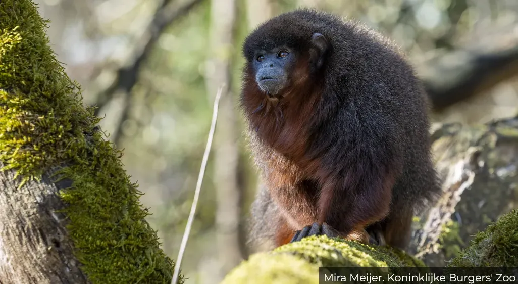 burgers zoo laat apen los in de mangrove