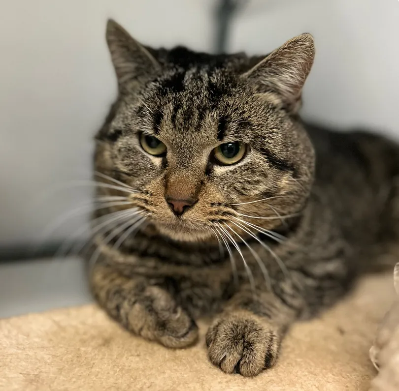 kareldierentehuis arnhem