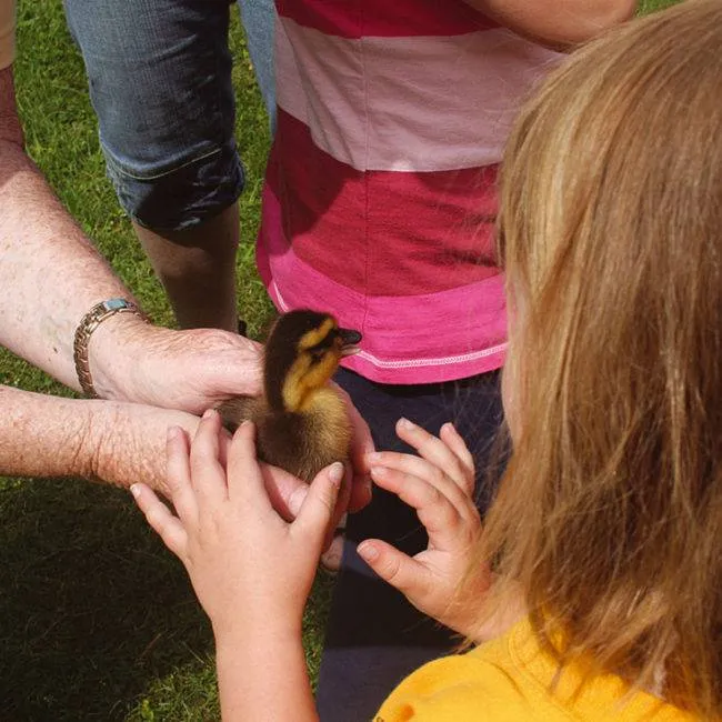 kinderhulp europeekh2 650x650 1