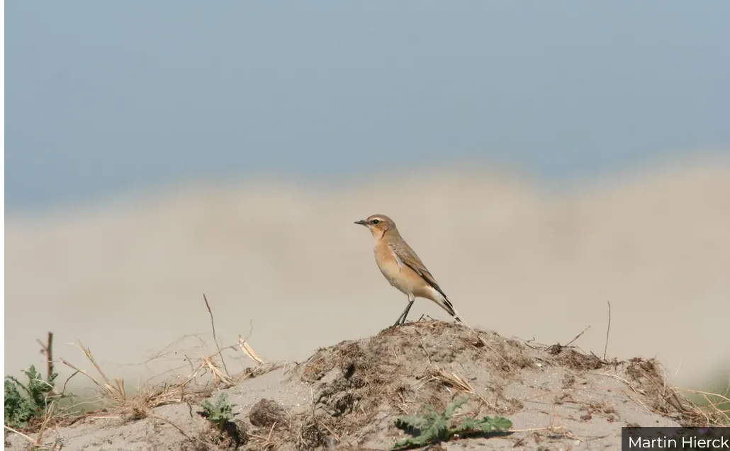 vogelbeschermingmartin hierckuniek kijkje in tapuitenhol op texel via website beleef de lente
