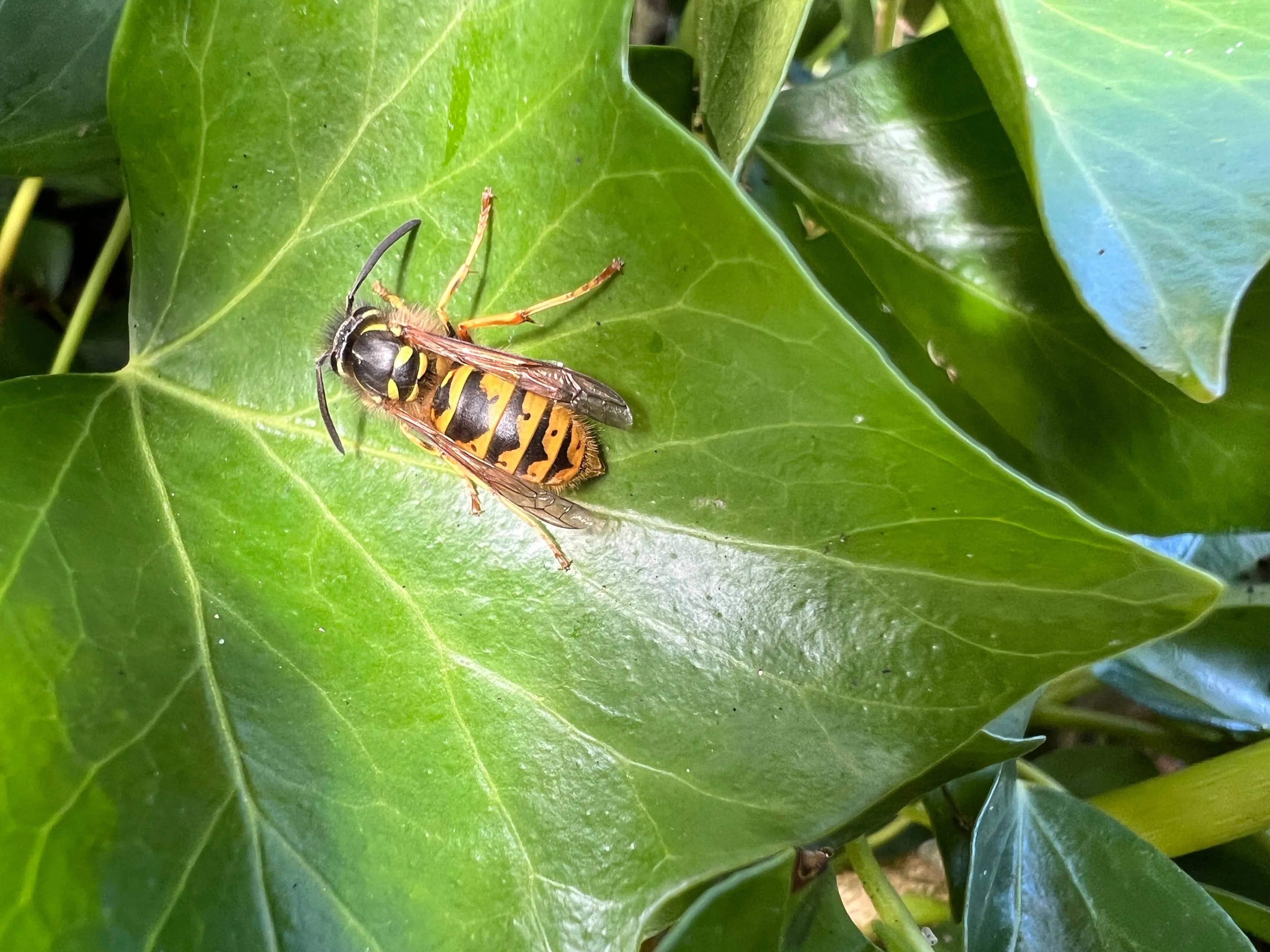 close up koningin gewone wesp op blad klimop bovenaanzicht nathan veenstra
