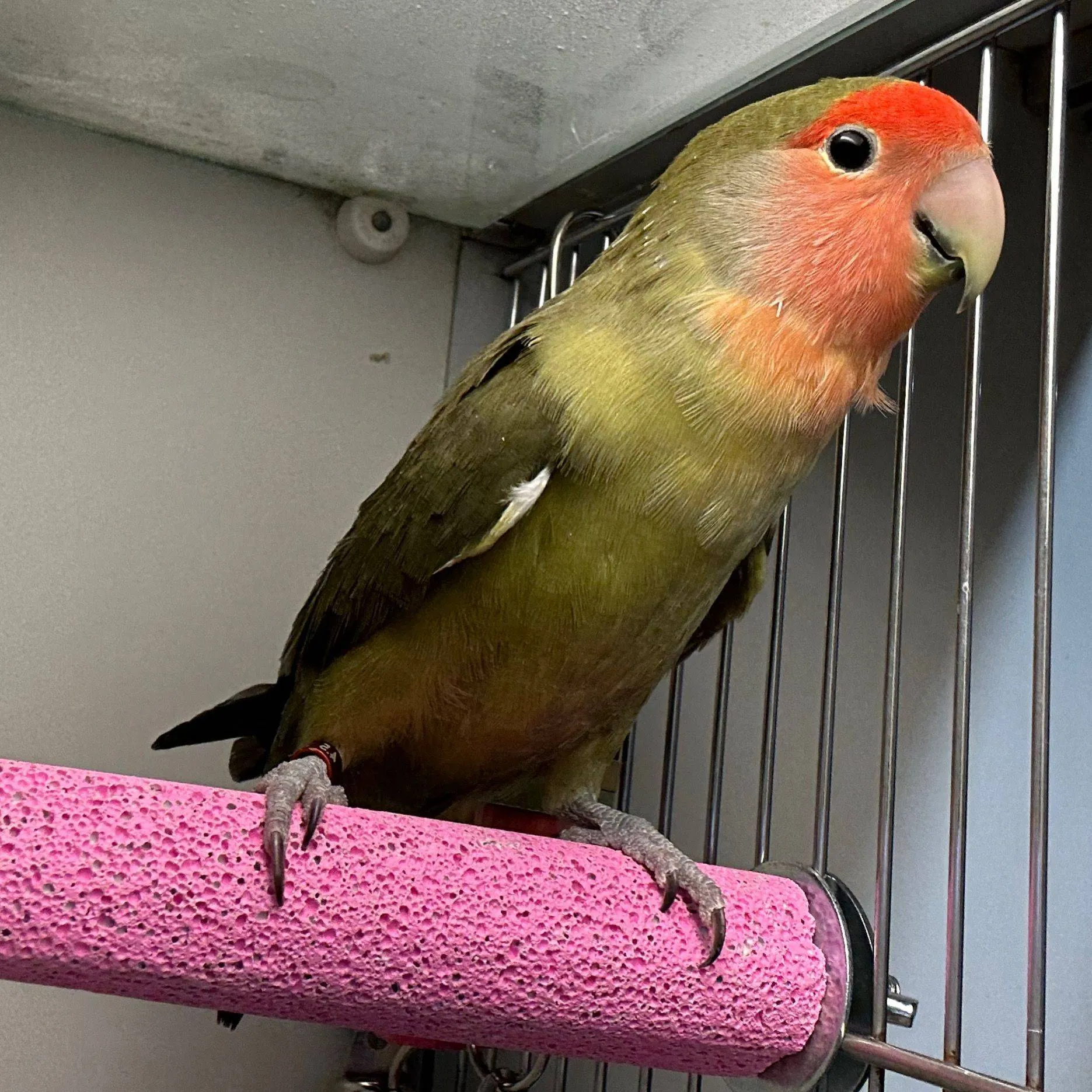 kiwi 20857 31