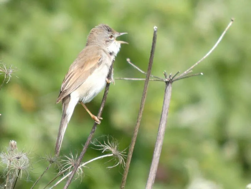 grasmusvaderdagexcursie door de zomerse bemmelse polder