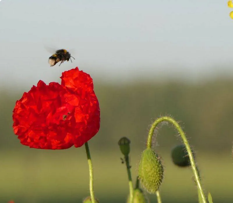 vlinderrijke akkerranden. Gemeente Lingewaard
