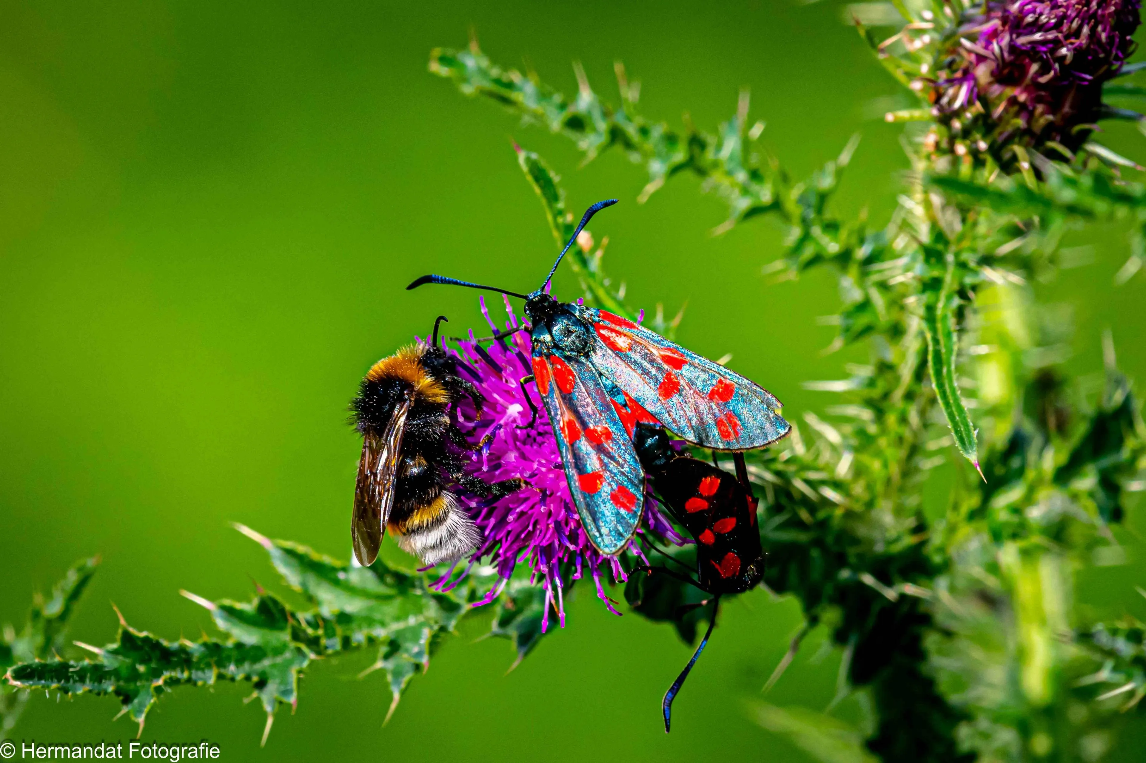 Insekten.Sint-jansvlinders met koekoekshommel op een kruldistel.Herman Hendriks.IVN RijnWaal.-(1)