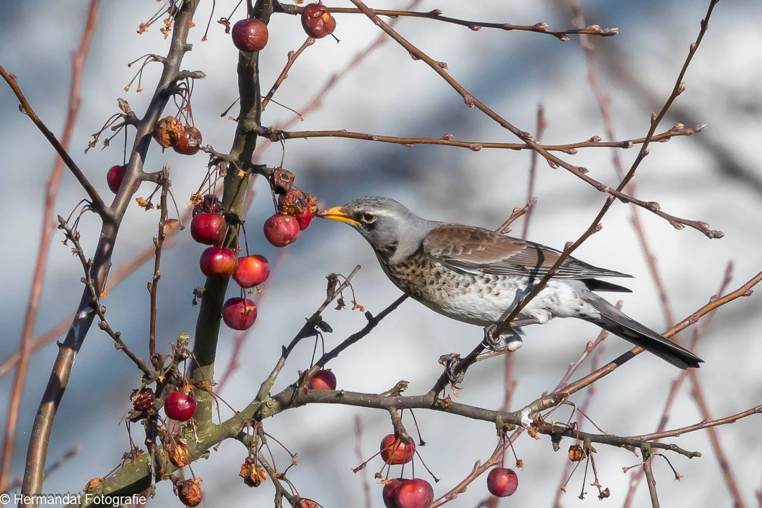 Kramsvogel-aan-het-ontbijt.Herman Hendriks.9098