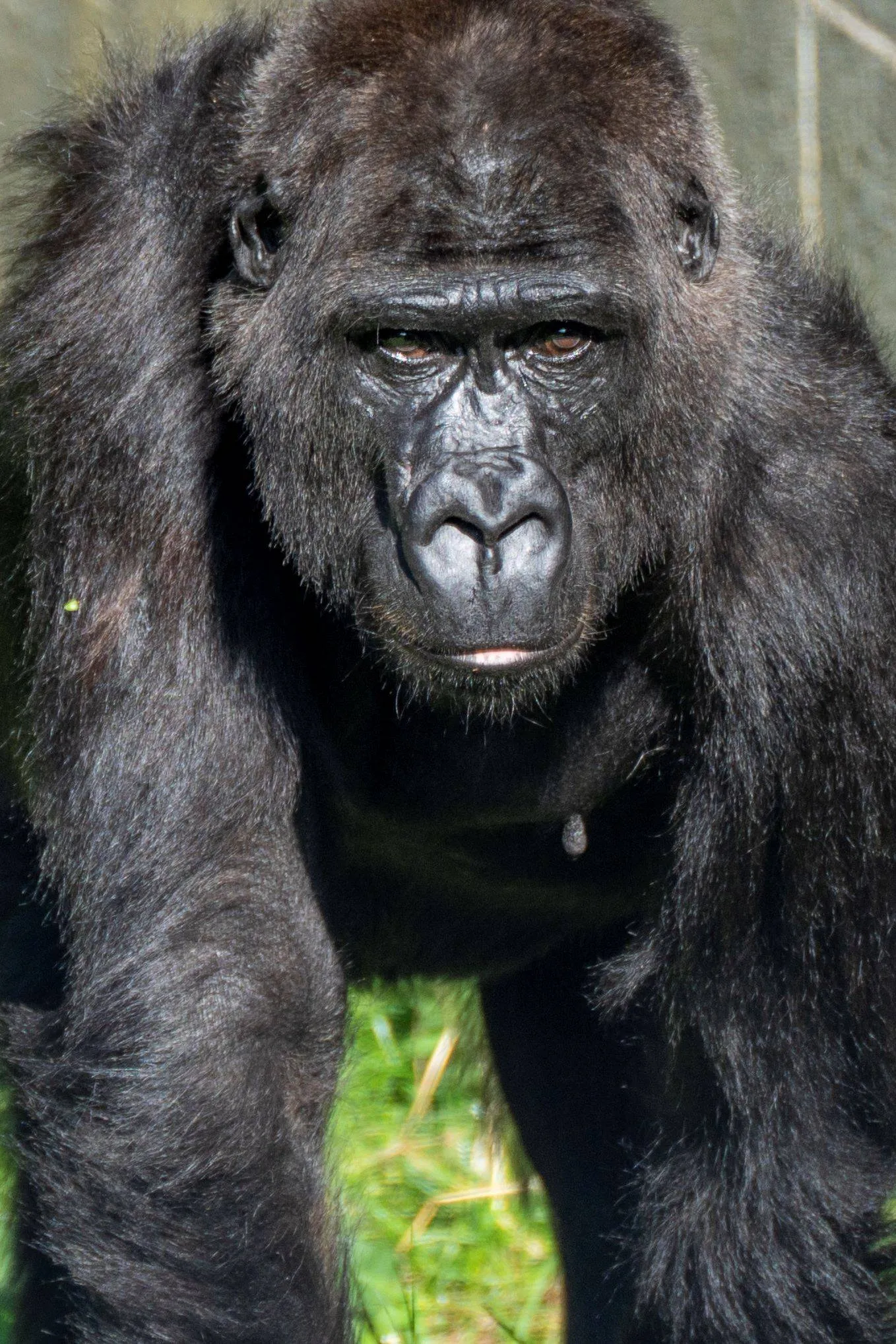 EEP.Arnhems-gorillavrouwtje-naar-ARTIS-1