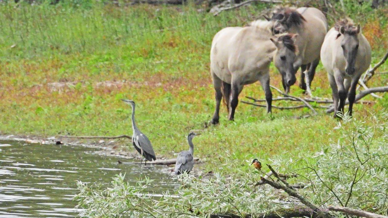 Gendste polder.Konikpaarden, blauwe reigers en een ijsvogeltje. Kitty Peters