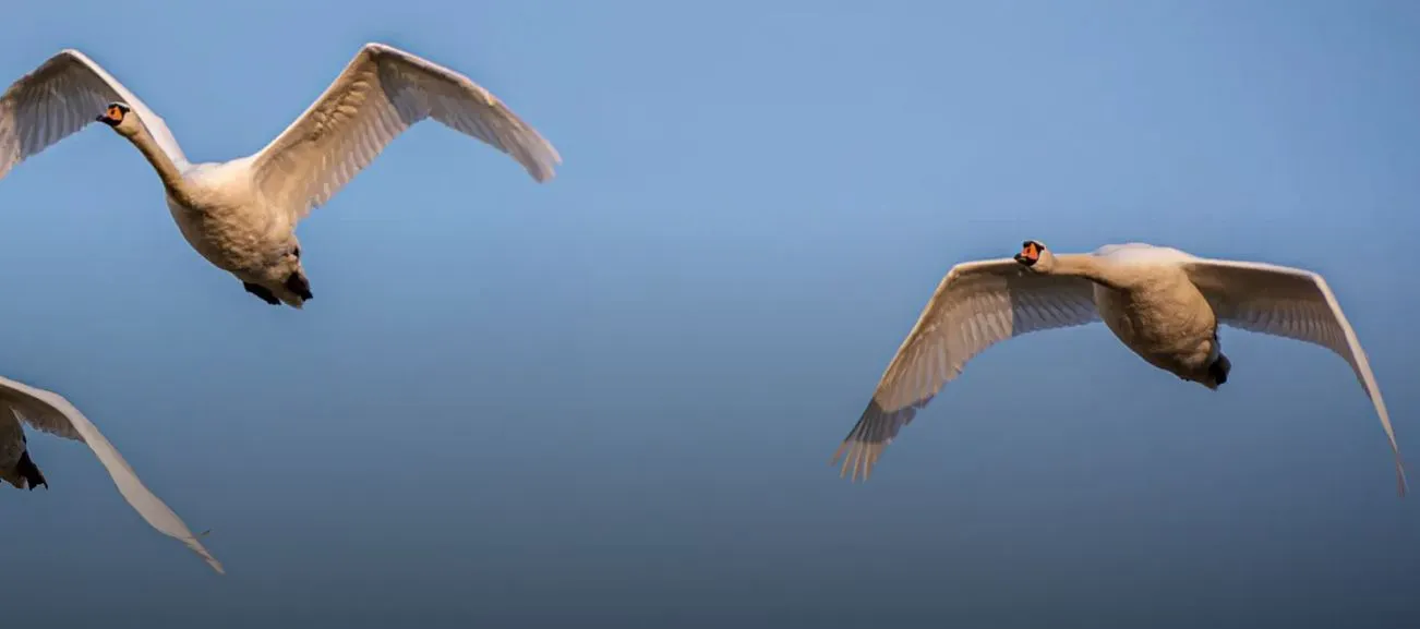 Knobbelzwanen.Lingezegen.IVN RijnWaal - Rijnwaal