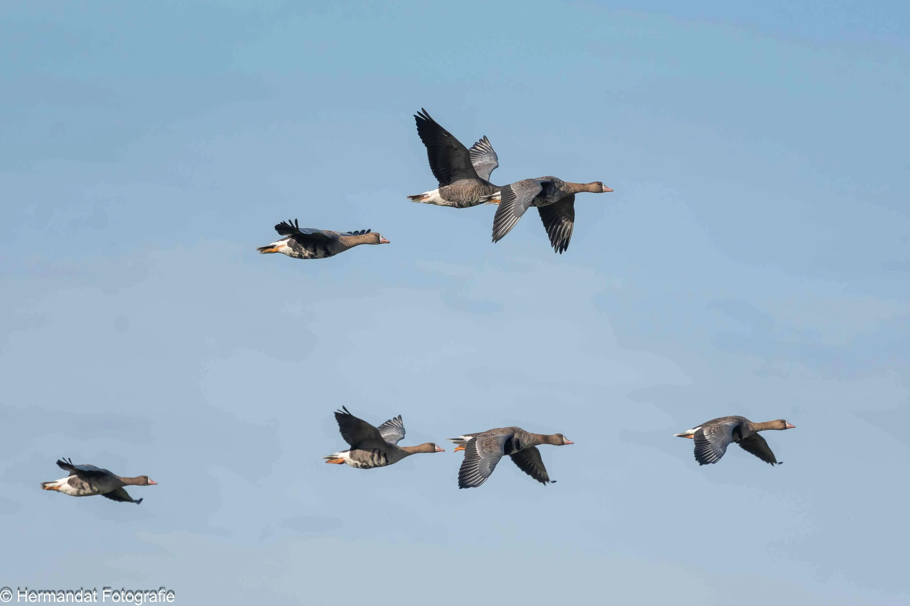 Kolganzen.Herman Hendriks-0890