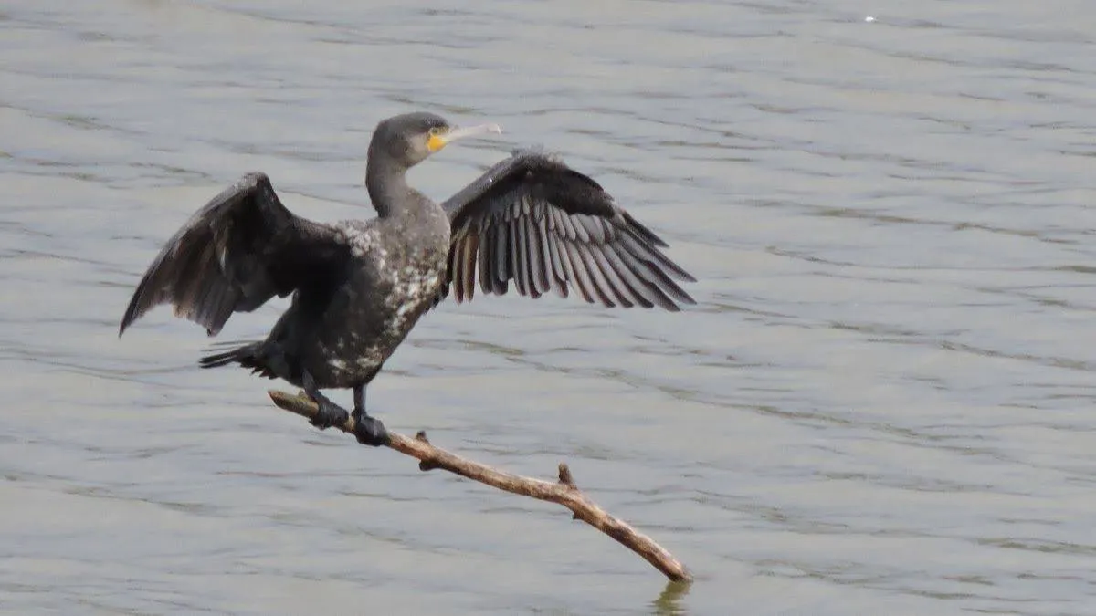 Aalscholver droogt de veren in de wind, foto van SLN