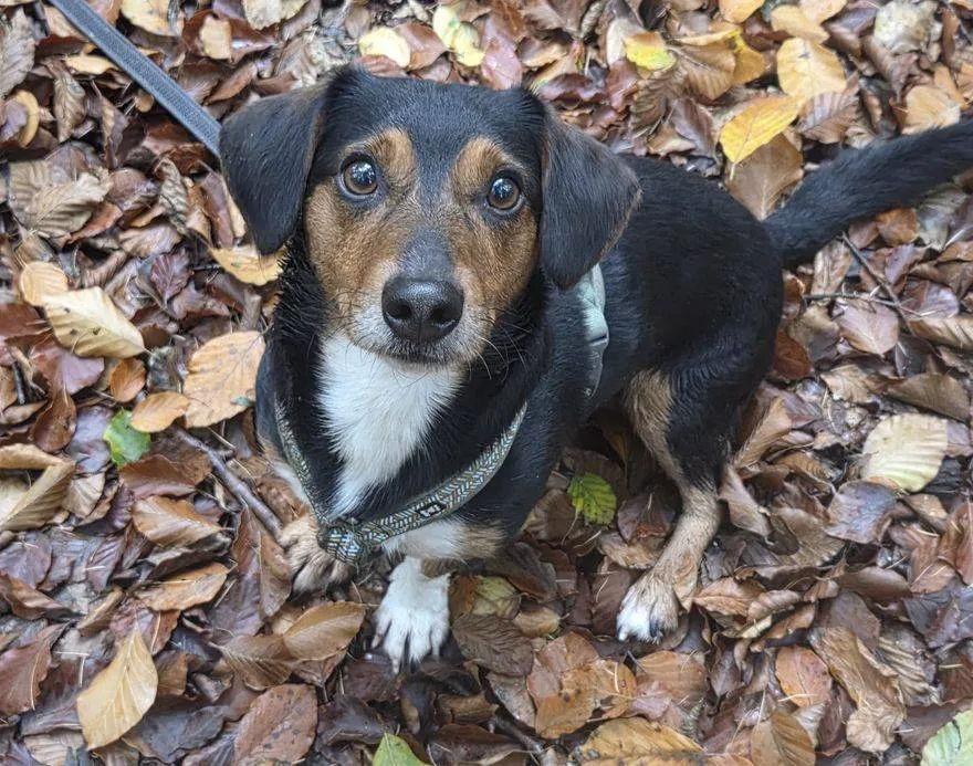 Pim.1. Dierentehuis Arnhem