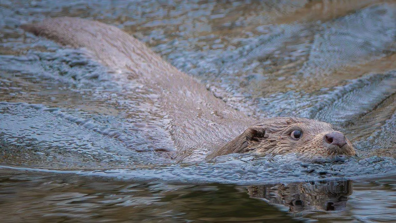 Zwemmende otter, foto van Sabrina Engels