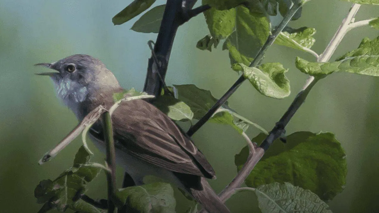 Beginnerscursus 2026