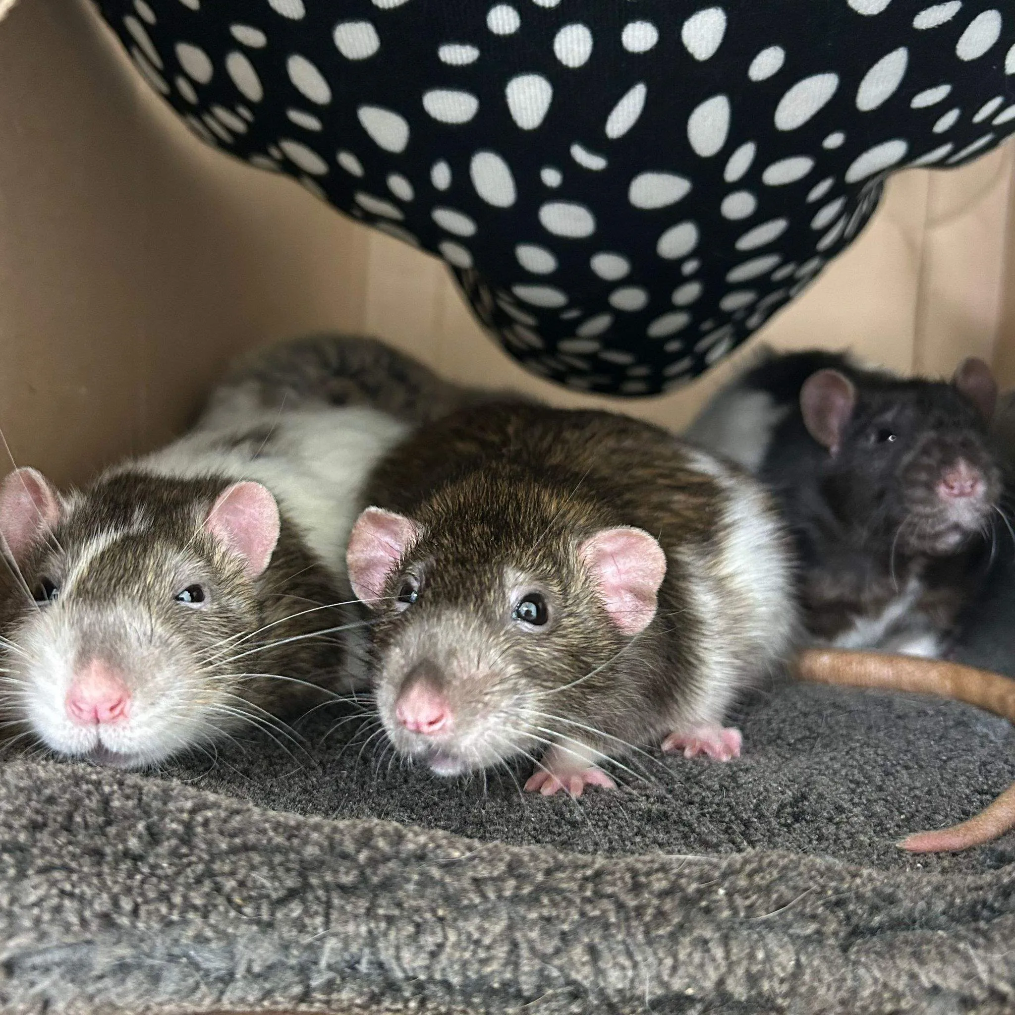 Ratten.Baxter-Ozzie-en-Husk