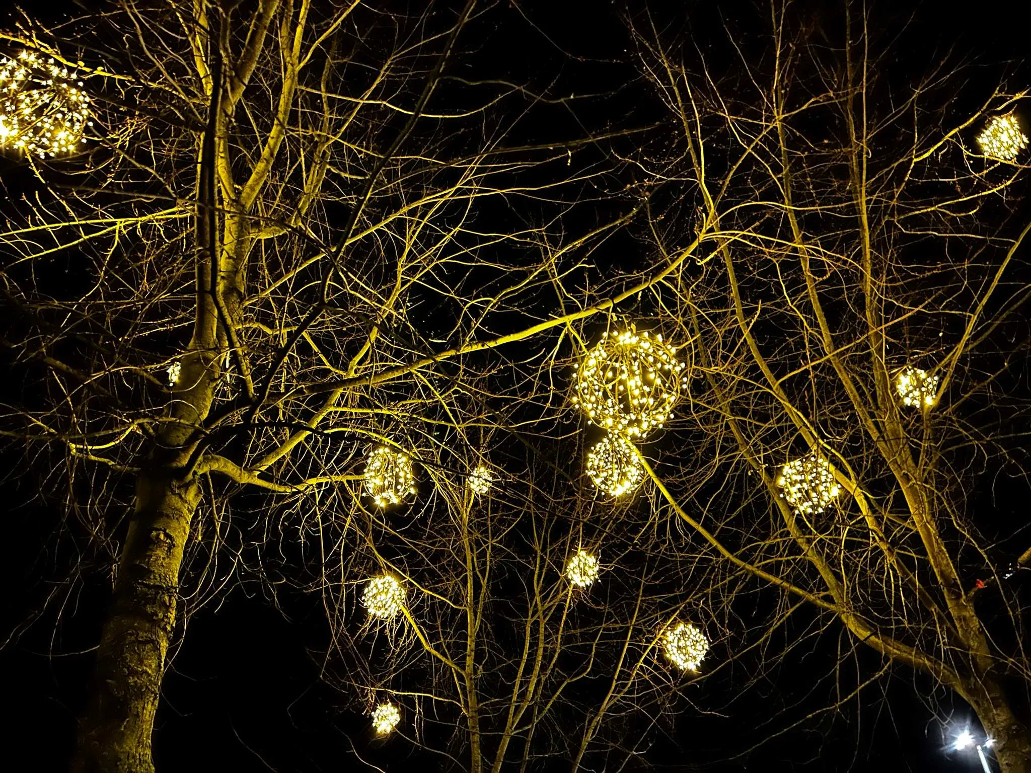 S.N.O.F. krabbels. Bomen.IMG_2635