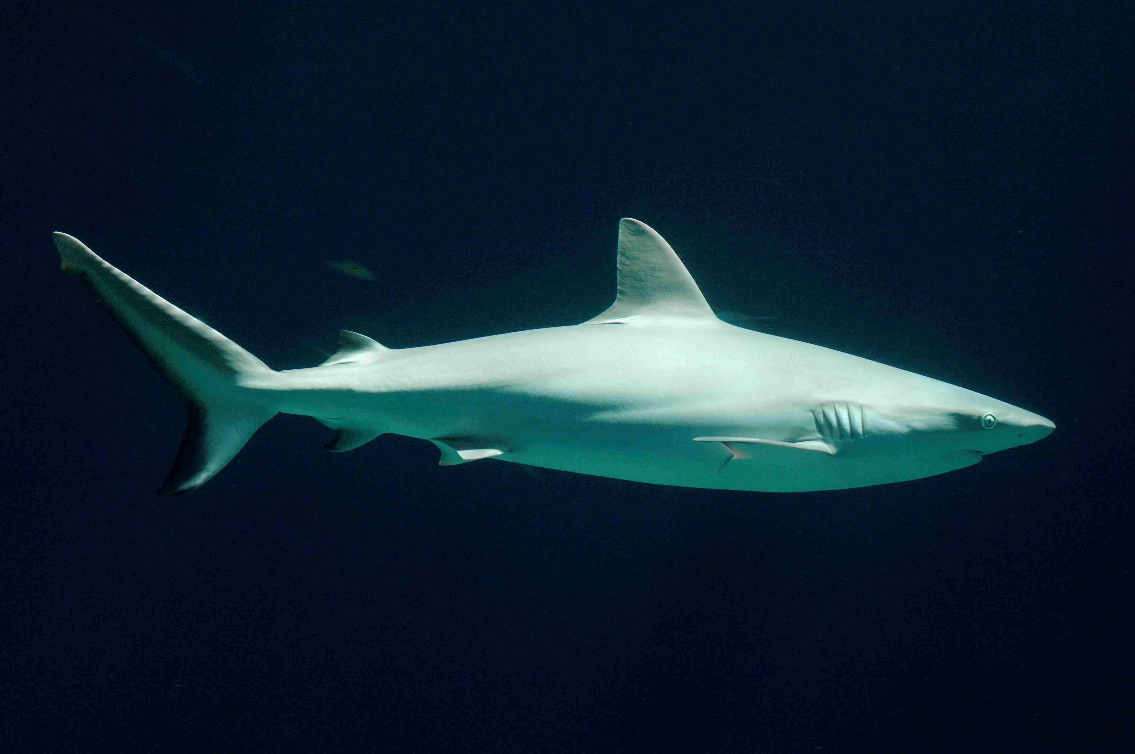 Volwassen-grijze-rifhaai-1-Foto-Theo-Kruse