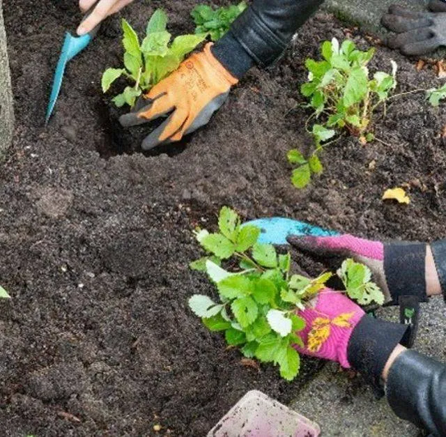 Kom naar de Bomenhub Gemeente Lingewaard