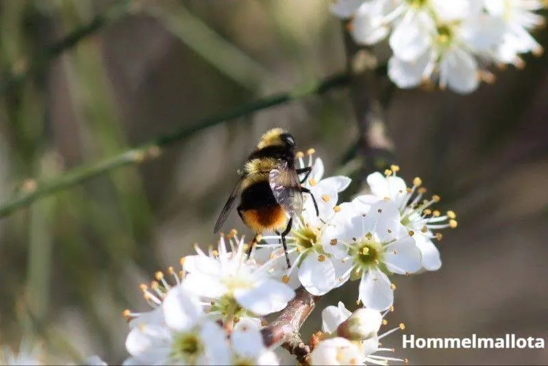 Natuurbegraafplaats Heidpol.Hommelmallota.(234)