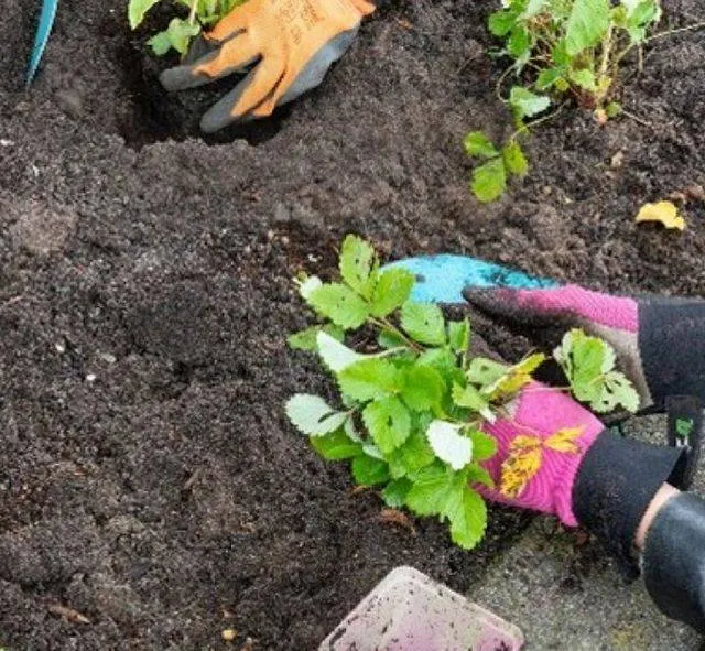 Tuinvergroeningsdag op zaterdag 28 maart Gemeente Lingewaard