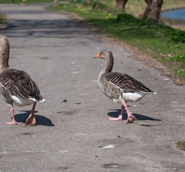 ganzen in de bebouwde kom. Gemeente Lingewaard